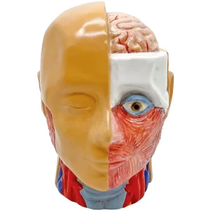 Sun Art Human Anatomy Model Piggy Bank 13cm SAN4085